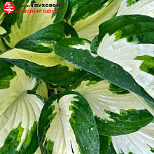 Основное изображение товара