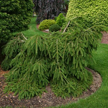 Основное изображение товара