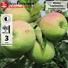 Яблоня Северный Синап (зимний сорт)