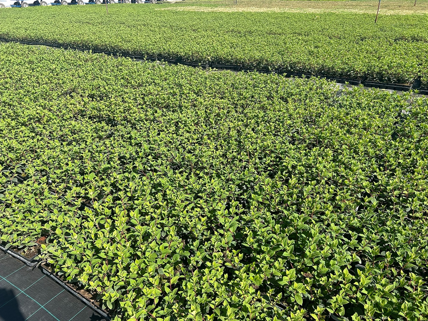 Будни питомника