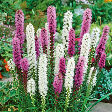 ЛИАТРИС КОЛОСКОВЫЙ Liatris spicata