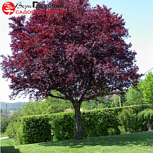 Основное изображение товара