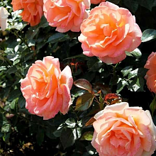 Основное изображение товара