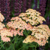Тысячелистник обыкновенный (Achillea millefolium) Лаксчонхейт С2 ГлХ/26