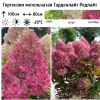 Гортензия метельчатая (Hydrangea paniculata) Гарденлайт Редлайт Р9 СП/26