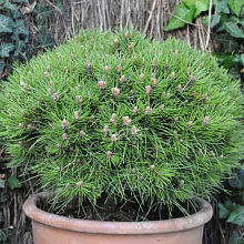 Основное изображение товара