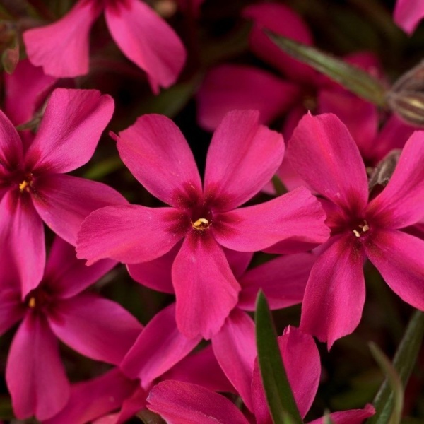 Основное изображение товара