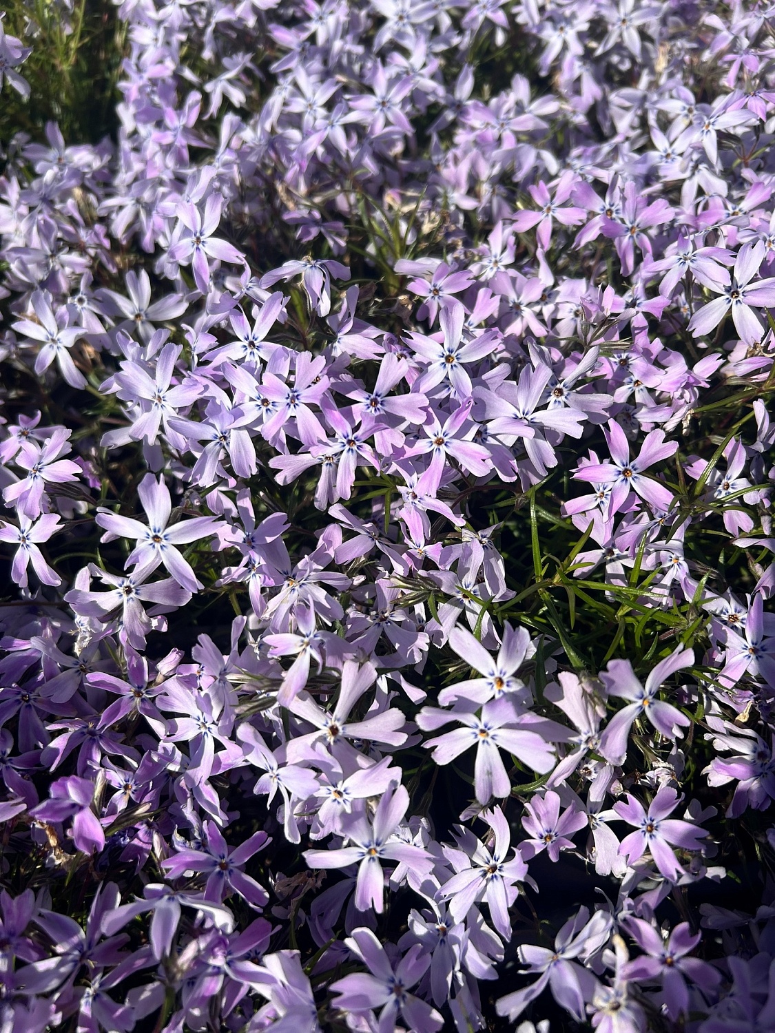 Пышные, ароматные и невероятно разнообразные