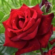Роза чайно-гибридная 