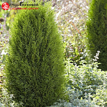 Основное изображение товара