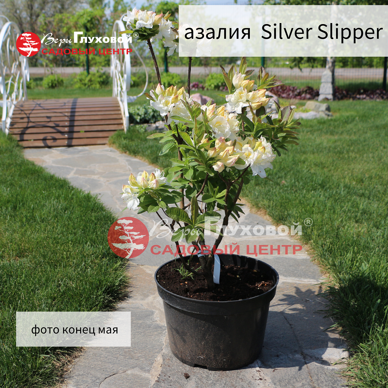 Рододендроны в продаже. Торопитесь! Количество ограничено