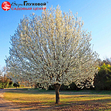 Основное изображение товара