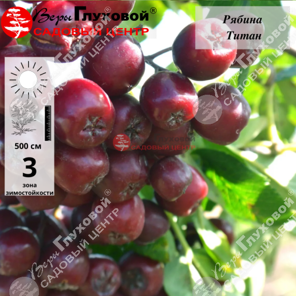 Рябина "Титан" на фото