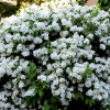 Чубушник (Philadelphus virginal) Виргинал   С3 СП/23