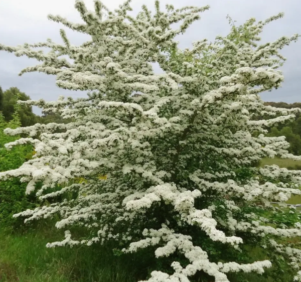 Основное изображение товара