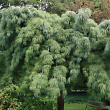Сосна Веймутова 