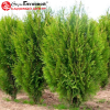 Туя западная (Thuja occidentalis) Вагнери С7,5 РКт/25