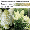 Гортензия метельчатая "Меджикал Матерхорн" на фото