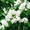 Чубушник венечный (Philadelphus coronarius) Шнеештурм   С3 СП/24