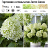 Гортензия метельчатая (Hydrangea paniculata) Литтл Споки 4-6вет ОКС СП/25