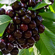 Вишня 