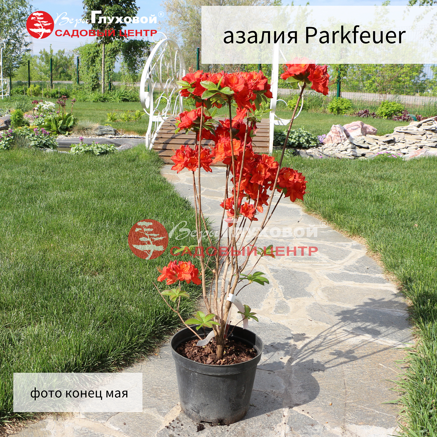 Рододендроны в продаже. Торопитесь! Количество ограничено