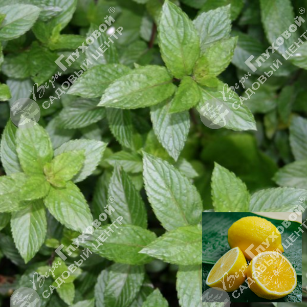 Мята "Лимон" на фото