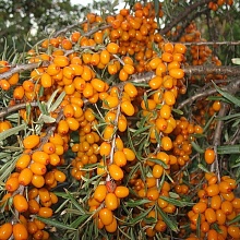 Основное изображение товара