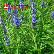 Основное изображение товара