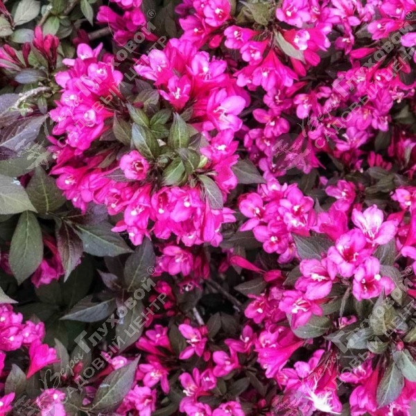 Вейгела цветущая "Минор Блек" на фото