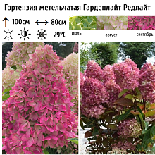 Основное изображение товара