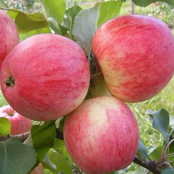 Рисунок 303.jpg