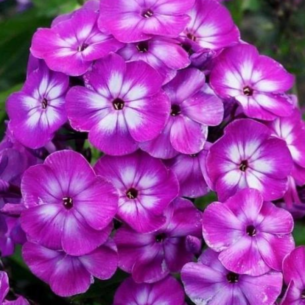 Основное изображение товара