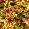 Гейхера (Heuchera) Голден Зебра С3 СП/24