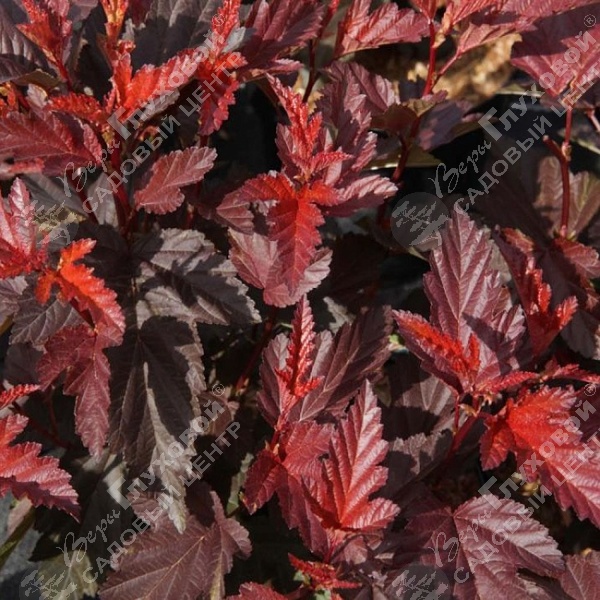 Пузыреплодник калинолистный "Литтл Ангел" на фото