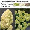 Гортензия метельчатая (Hydrangea paniculata) Лаймлайт Р9 СП/25