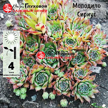 Основное изображение товара