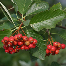 Основное изображение товара