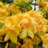 Азалия листопадная (Azalea) 'Goldstuck' 80-100 С18 БдН/24