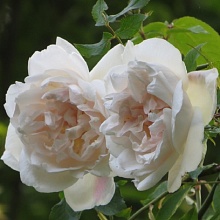 Основное изображение товара