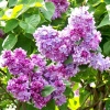 Сирень обыкновенная (Syringa vulgaris) Катерина Хавемейер   С3 СП/24