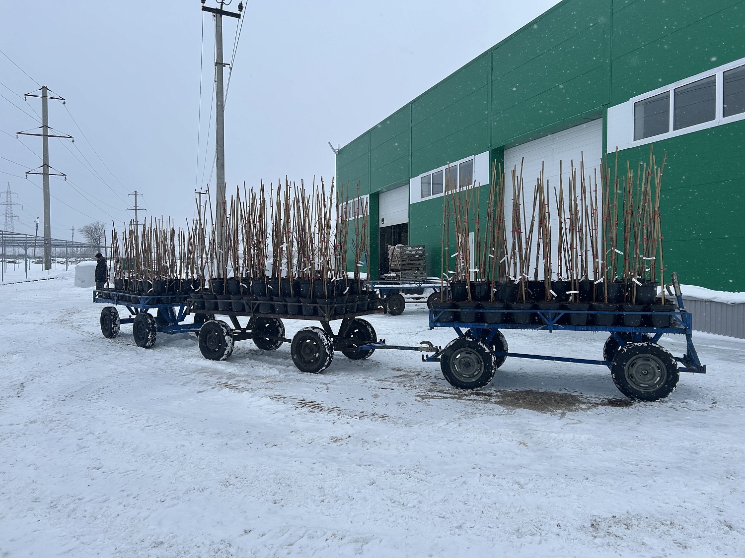 Посадка в контейнеры 