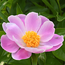 Основное изображение товара