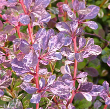 Основное изображение товара