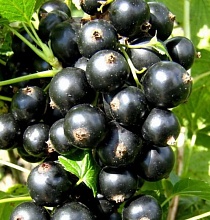 Основное изображение товара