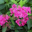 Спирея японская 
