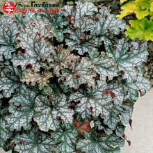 Основное изображение товара