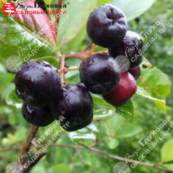 Арония Черноплодная на фото