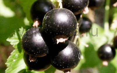 смородина Загадка